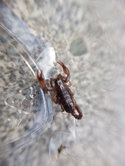 Euscorpius mingrelicus
