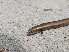 Chalcides bedriagai