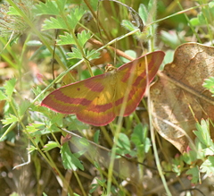 Rhodostrophia discopunctata
