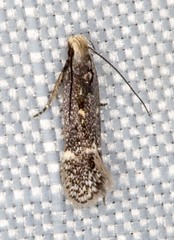 Aproaerema simplexella