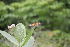 Danaus melanippus hegesippus