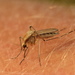 Aedes dorsalis - Photo (c) Sean McCann, some rights reserved (CC BY-NC-SA)