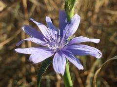 Cichorium pumilum