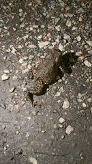Bufo bufo