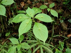 Helwingia japonica