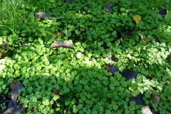 Hydrocotyle heteromeria