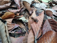 Ingerophrynus parvus