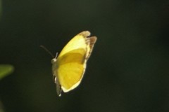 Eurema mandarina