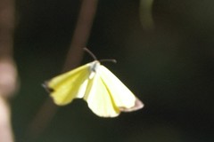 Eurema mandarina