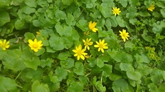 Ficaria verna