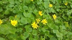 Ficaria verna