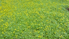 Ficaria verna
