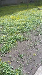 Ficaria verna