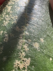 Pilocarpaceae