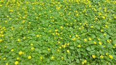 Ficaria verna