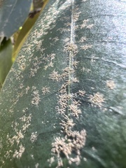 Pilocarpaceae