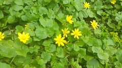 Ficaria verna