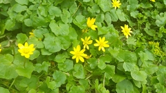 Ficaria verna