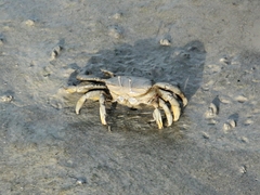 Macrophthalmus
