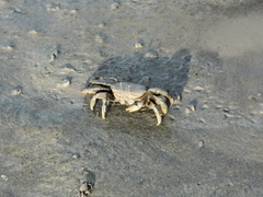 Macrophthalmus