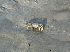 Macrophthalmus
