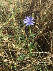 Cichorium pumilum