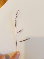 Festuca microstachys