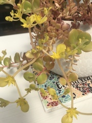 Sedum tetractinum
