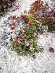 Limonium kraussianum