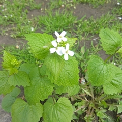 Alliaria petiolata