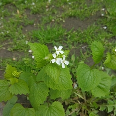 Alliaria petiolata