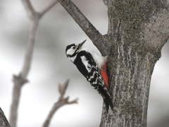 Dendrocopos major japonicus