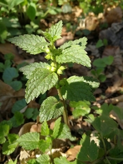 Lamium galeobdolon galeobdolon