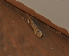 Euchromius californicalis