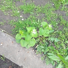 Alliaria petiolata