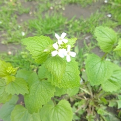 Alliaria petiolata