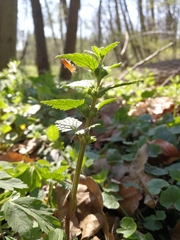 Lamium galeobdolon galeobdolon