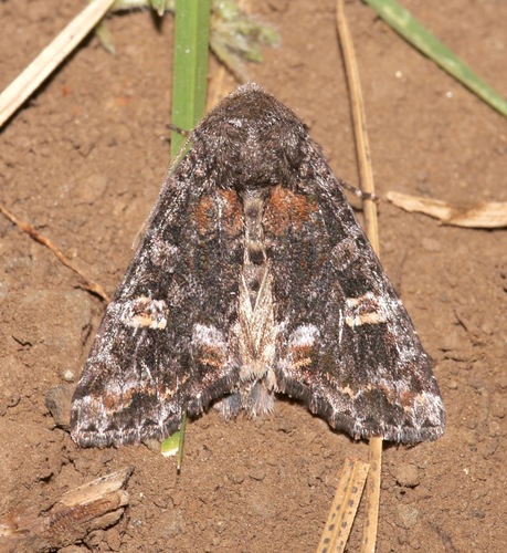 Otter Spiramater Moth photo 4