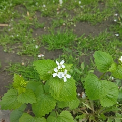 Alliaria petiolata