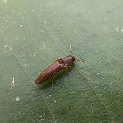 Agriotes oblongicollis