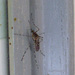 Banded House Mosquito - Photo (c) Peter Birch, some rights reserved (CC BY-NC)