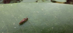 Agriotes oblongicollis