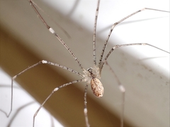 Holocnemus hispanicus