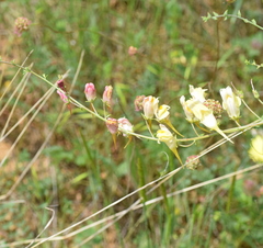 Linaria dalmatica
