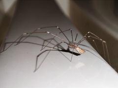 Holocnemus hispanicus