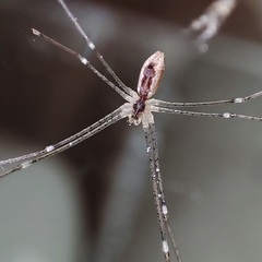 Holocnemus hispanicus