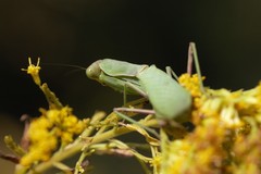 Hierodula patellifera patellifera