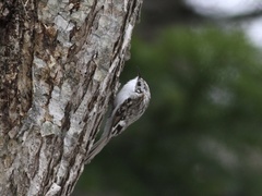Certhia familiaris daurica