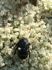 Oxythyrea noemi