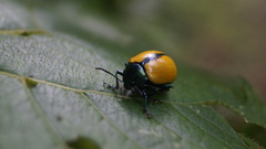 Leptinotarsa cacica